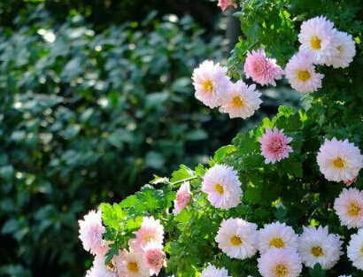 �����巽ͨ��